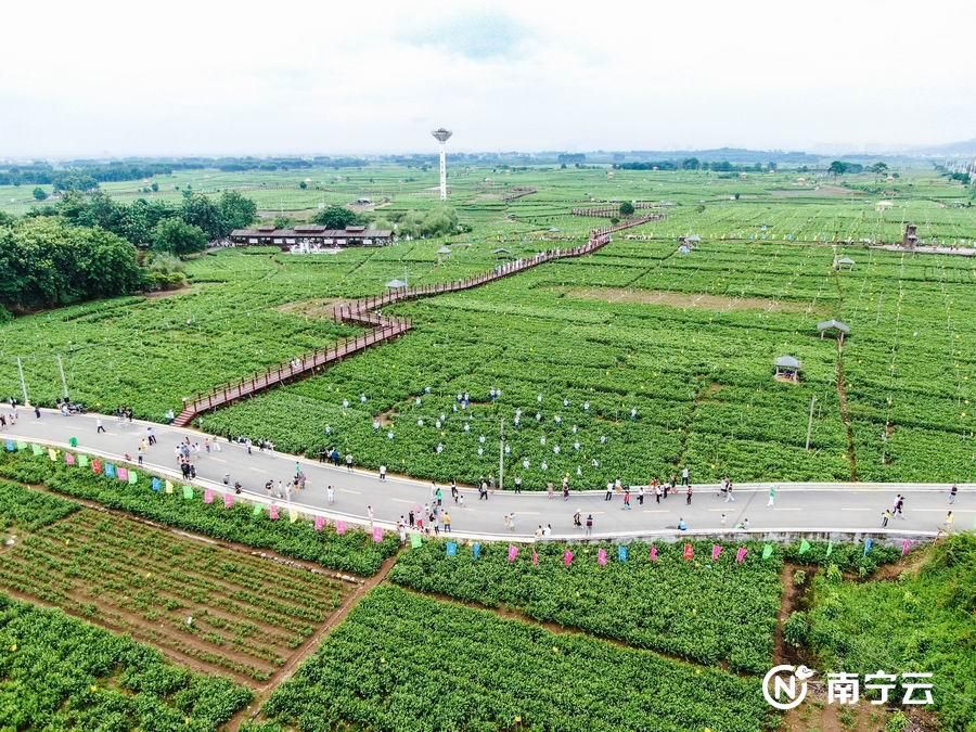 横县:中华茉莉园赏花品茗迎客来