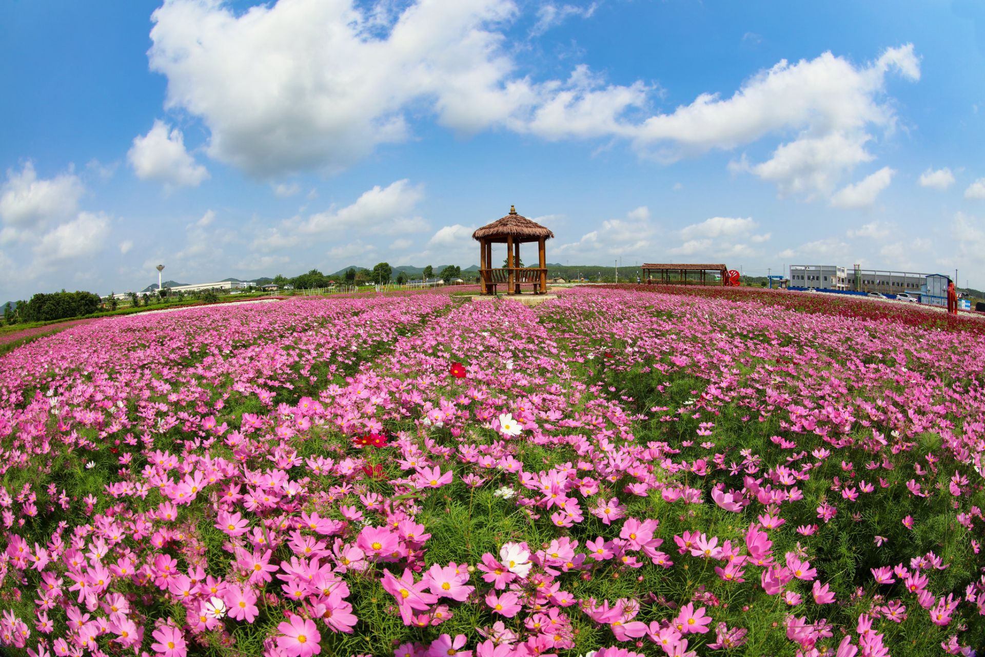 横县:中华茉莉园格桑花盛开