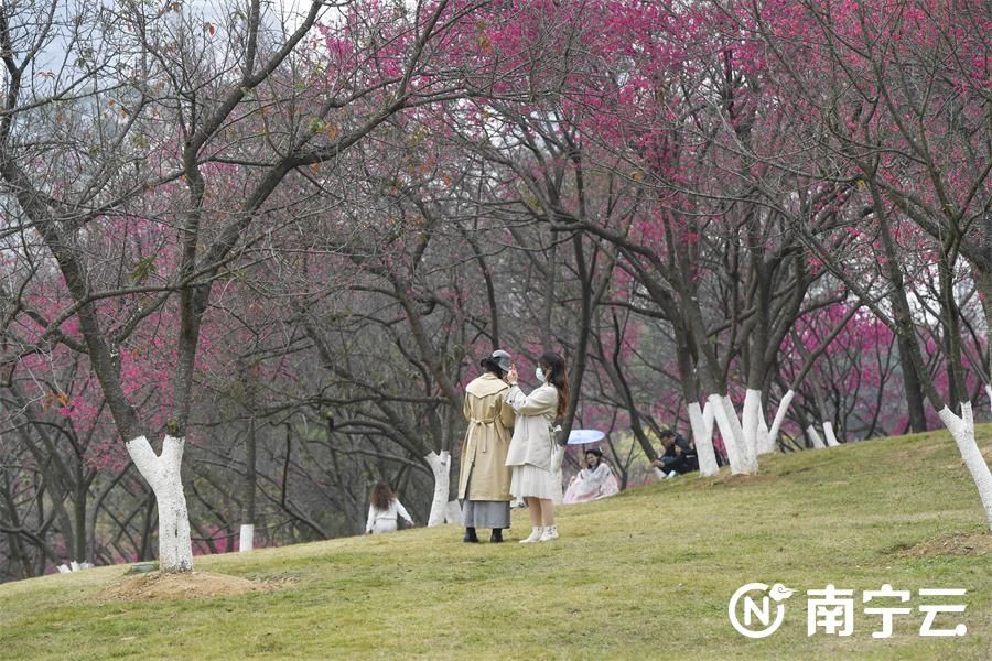 快來和春天撞個(gè)滿懷！2023年南寧市“四季花展”第一季度櫻花展開幕