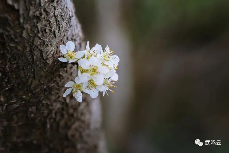 武鳴區(qū)千樹萬樹“李花”開 鄉(xiāng)村美景入畫來