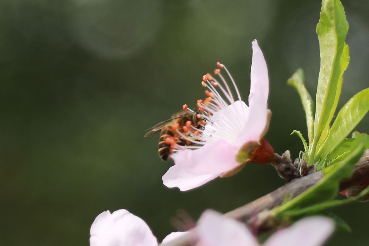 武鳴區(qū)：桃花枝頭春意鬧 踏春賞花醉游人