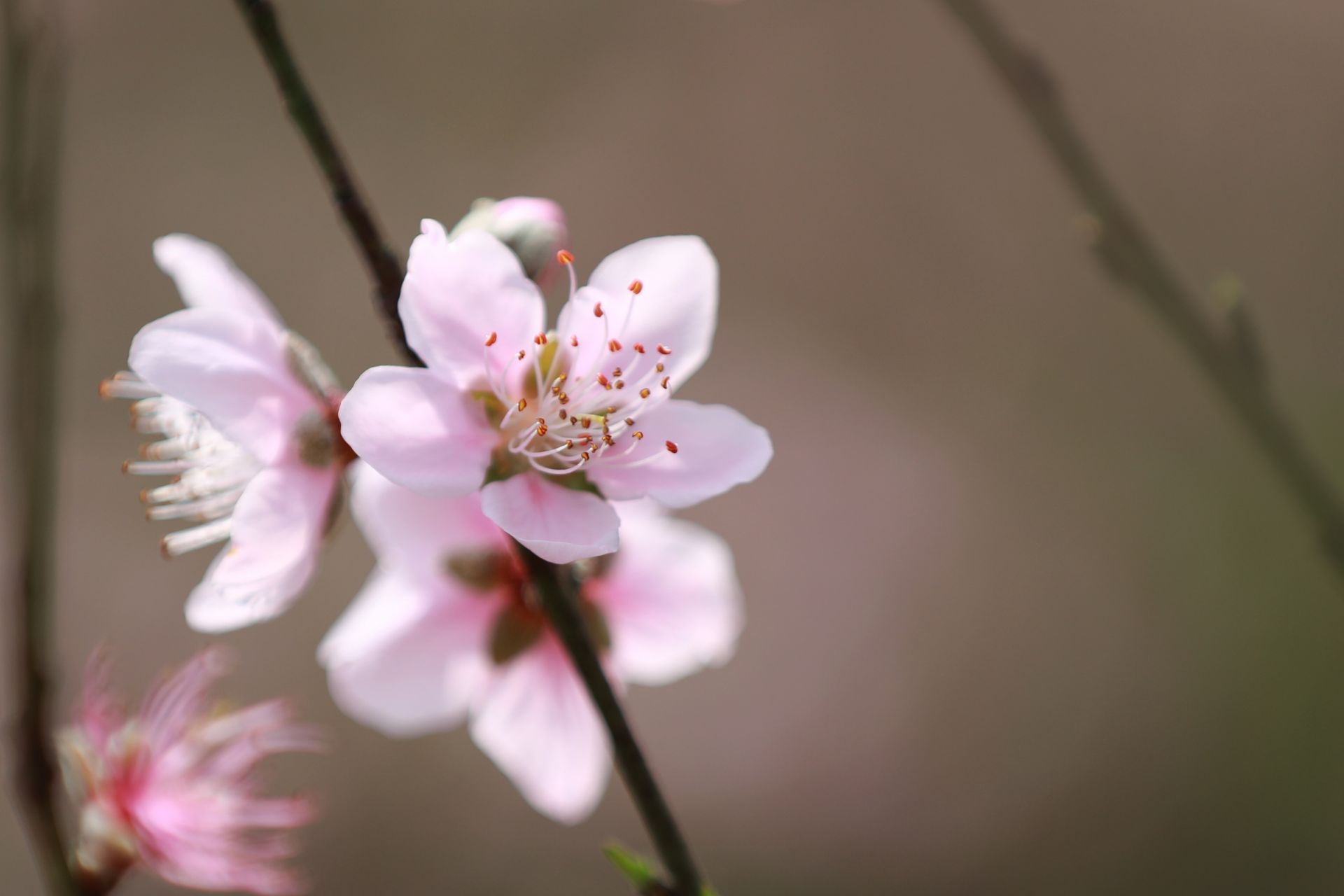 武鳴區(qū)：桃花枝頭春意鬧 踏春賞花醉游人