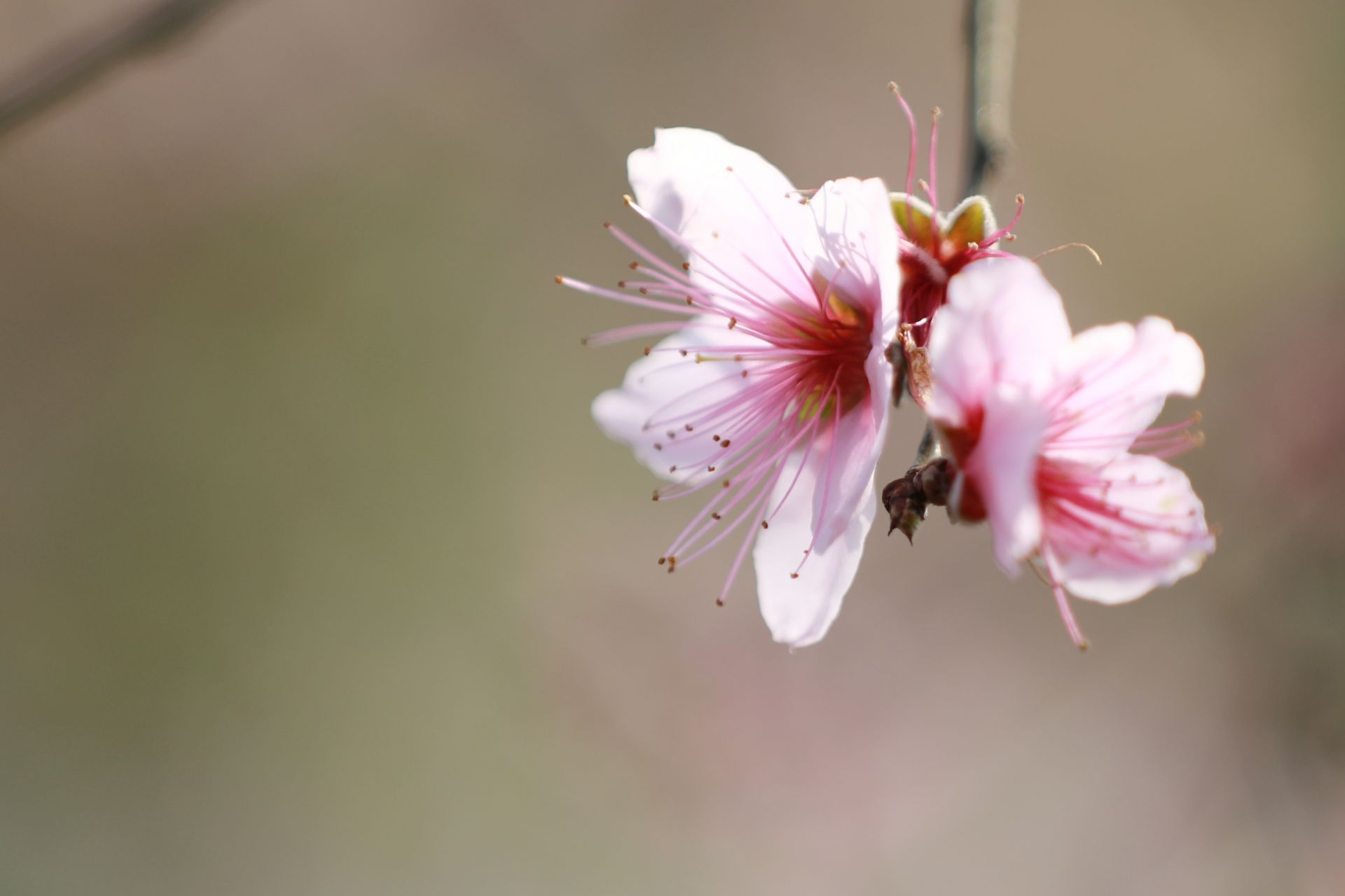 武鳴區(qū)：桃花枝頭春意鬧 踏春賞花醉游人