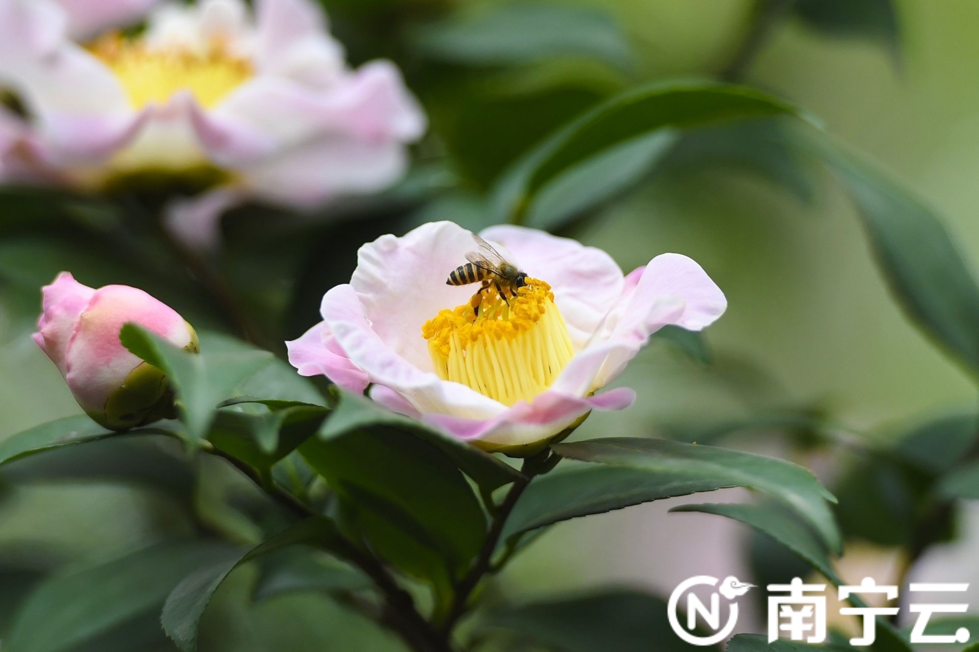 南寧金花茶公園萬株茶花綻放 為春日增添生機