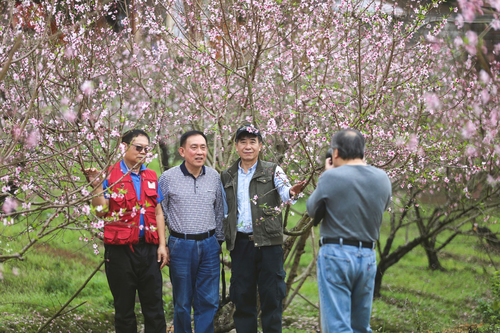 武鳴區(qū)：桃花枝頭春意鬧 踏春賞花醉游人