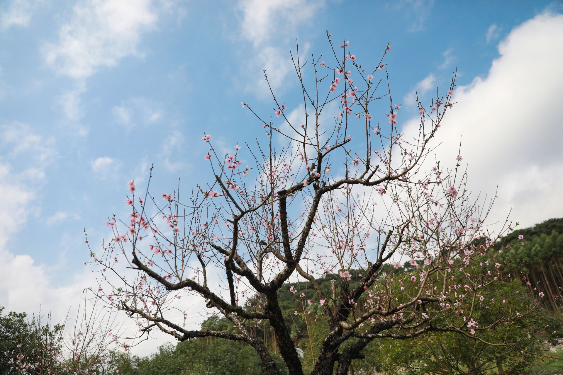 武鳴區(qū)：桃花枝頭春意鬧 踏春賞花醉游人