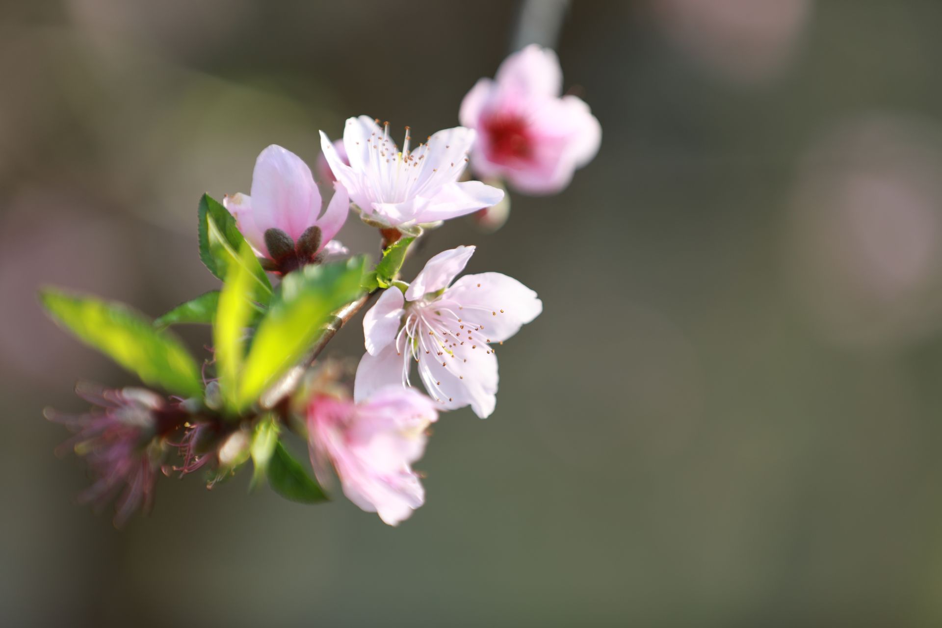 武鳴區(qū)：桃花枝頭春意鬧 踏春賞花醉游人