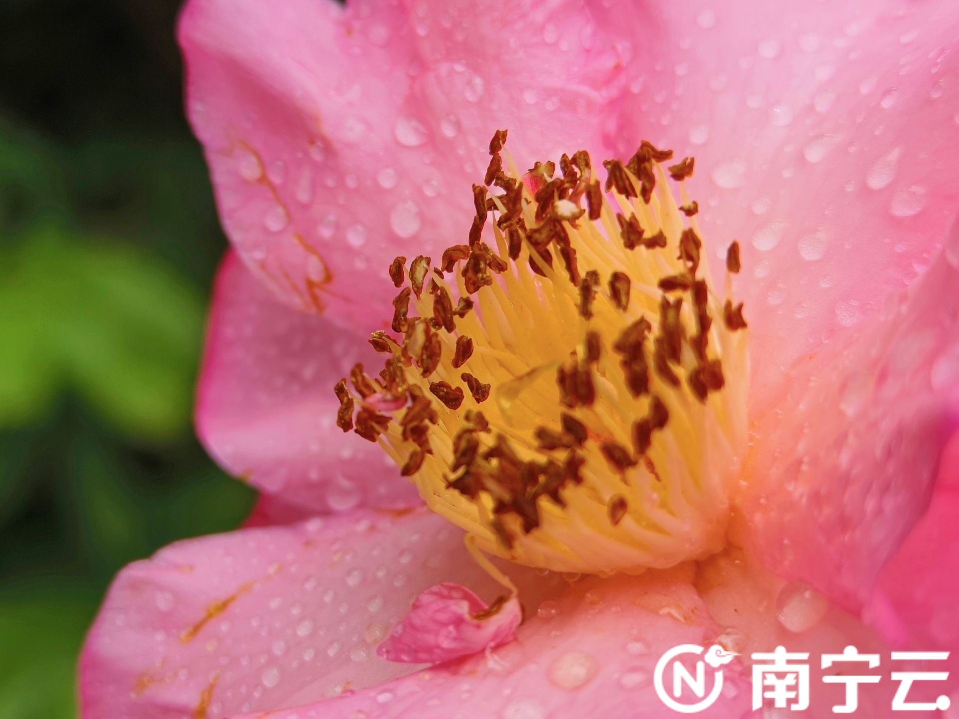 南寧金花茶公園萬株茶花綻放 為春日增添生機