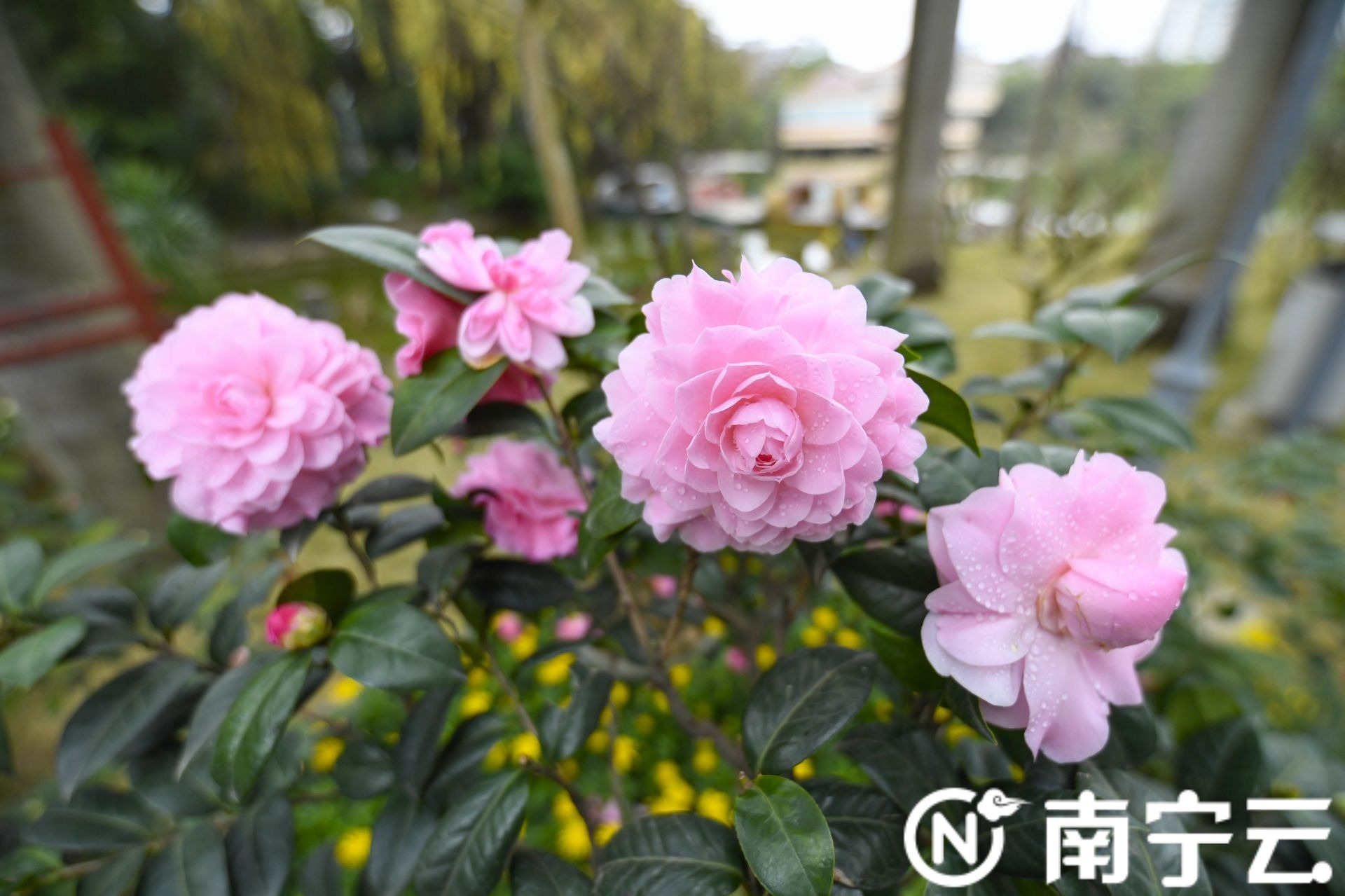 南寧金花茶公園萬株茶花綻放 為春日增添生機(jī)