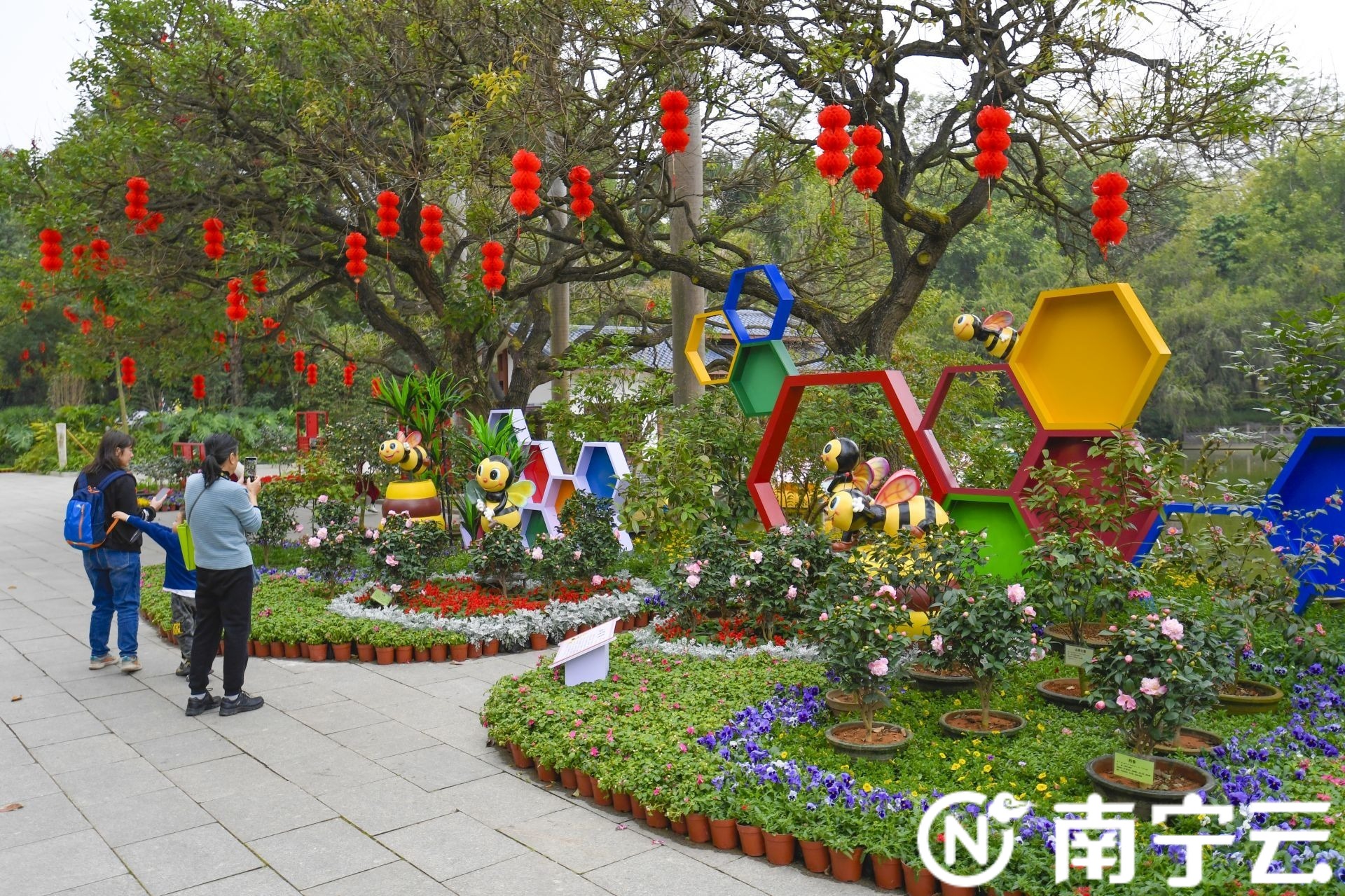 南寧金花茶公園萬株茶花綻放 為春日增添生機