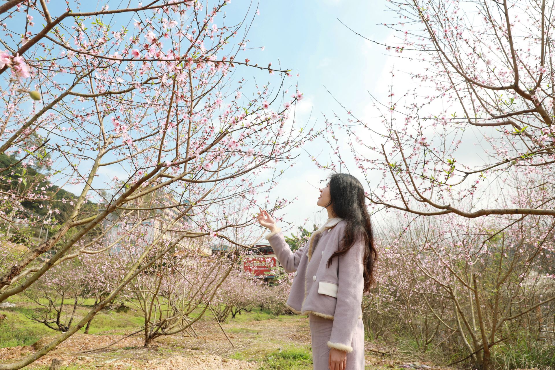 武鳴區(qū)：桃花枝頭春意鬧 踏春賞花醉游人