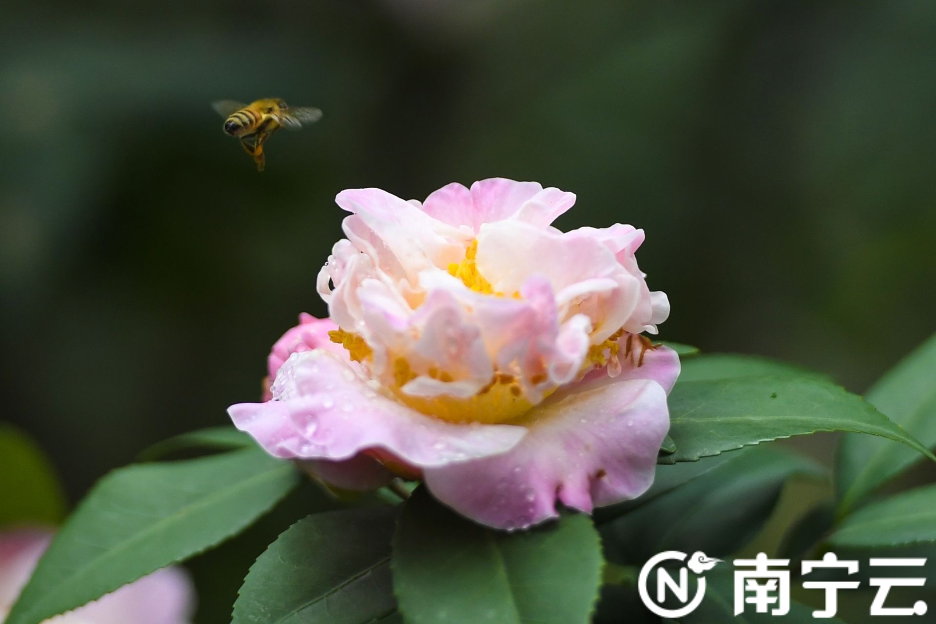 南寧金花茶公園萬株茶花綻放 為春日增添生機