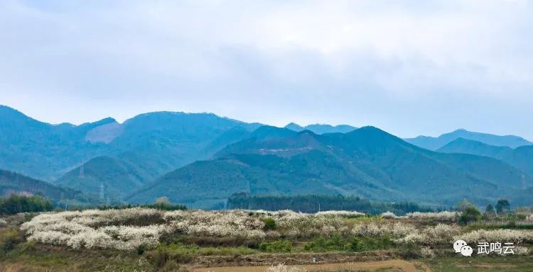 武鳴區(qū)千樹萬樹“李花”開 鄉(xiāng)村美景入畫來