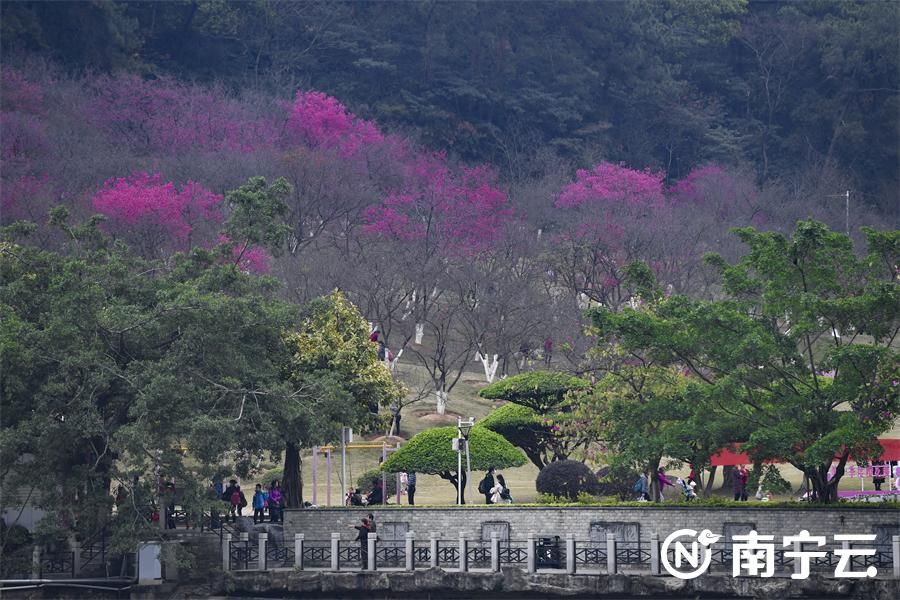 快來和春天撞個(gè)滿懷！2023年南寧市“四季花展”第一季度櫻花展開幕