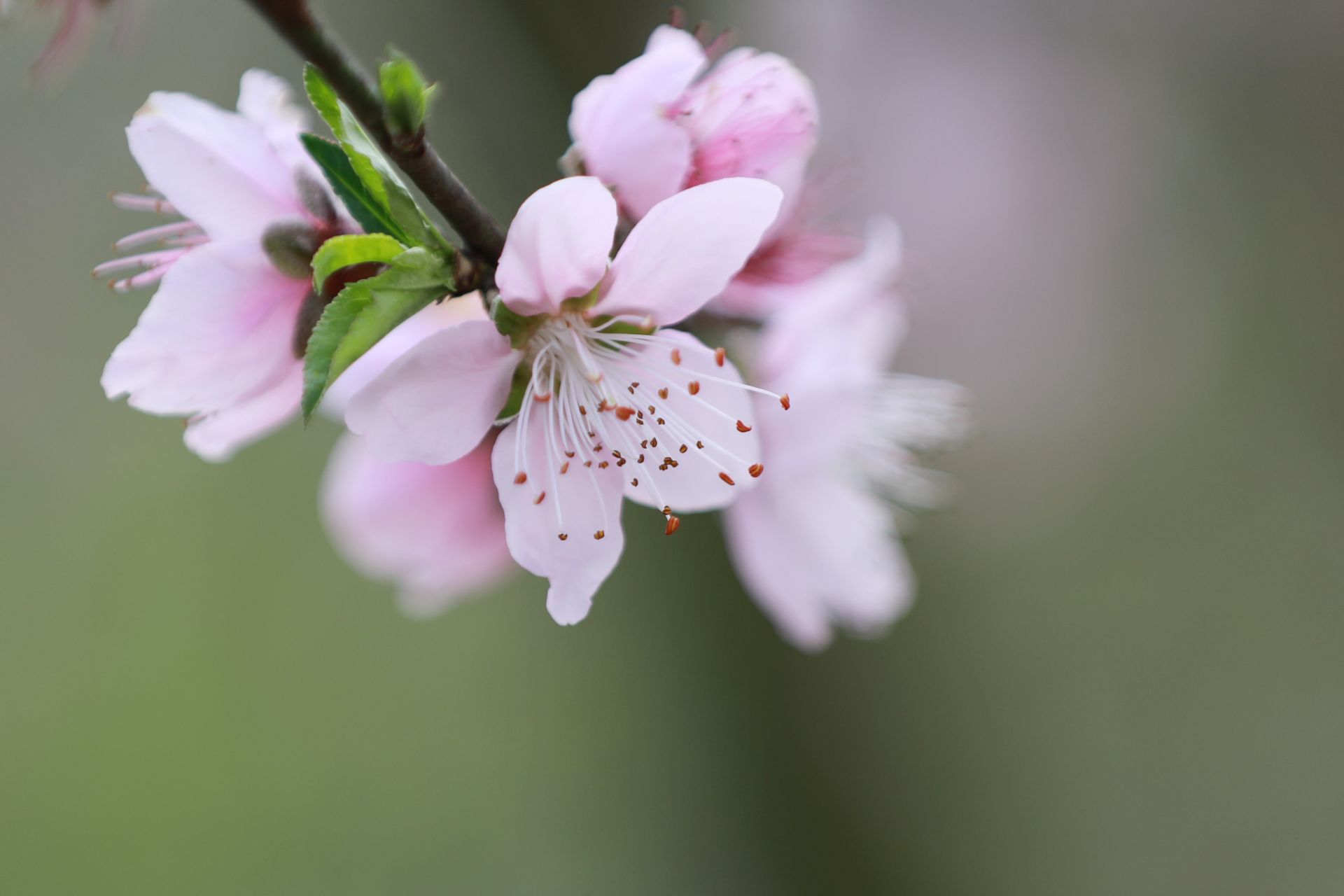 武鳴區(qū)：桃花枝頭春意鬧 踏春賞花醉游人