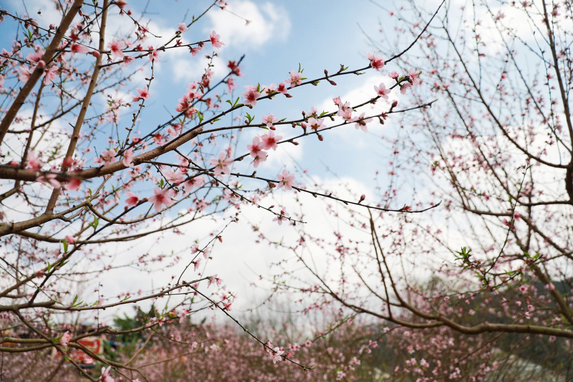 武鳴區(qū)：桃花枝頭春意鬧 踏春賞花醉游人