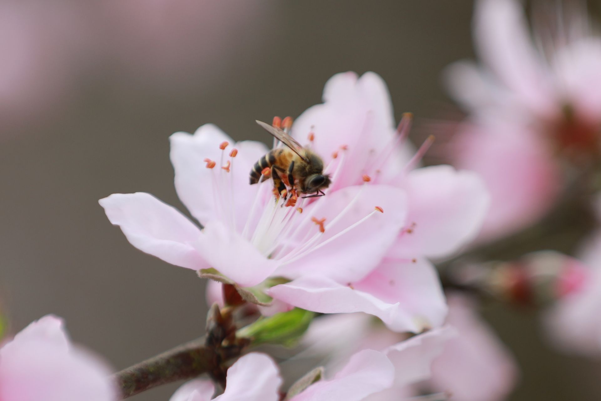 武鳴區(qū)：桃花枝頭春意鬧 踏春賞花醉游人