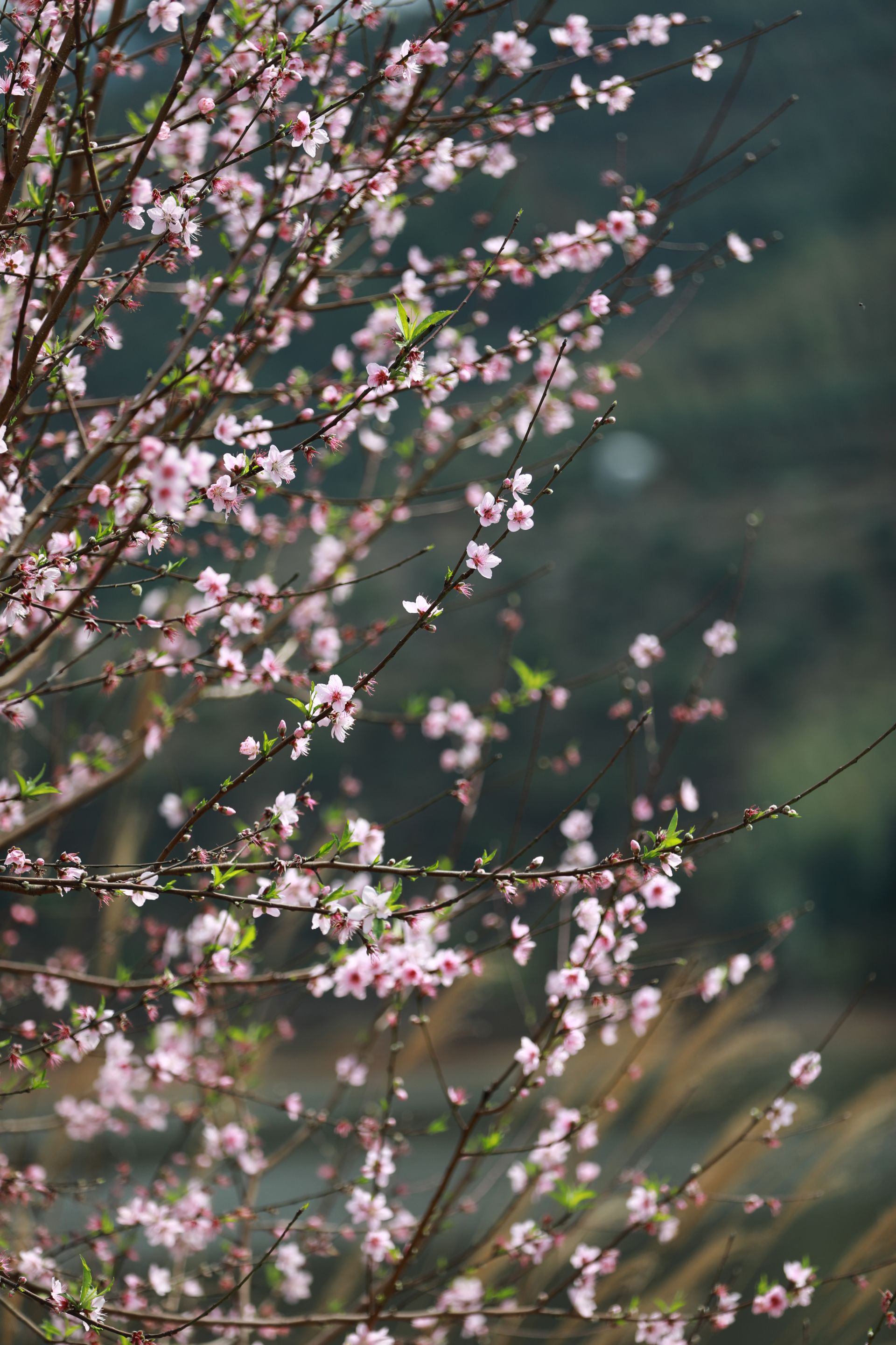 武鳴區(qū)：桃花枝頭春意鬧 踏春賞花醉游人