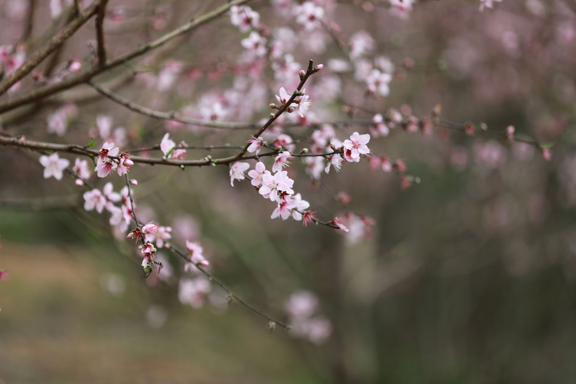 武鳴區(qū)：桃花枝頭春意鬧 踏春賞花醉游人