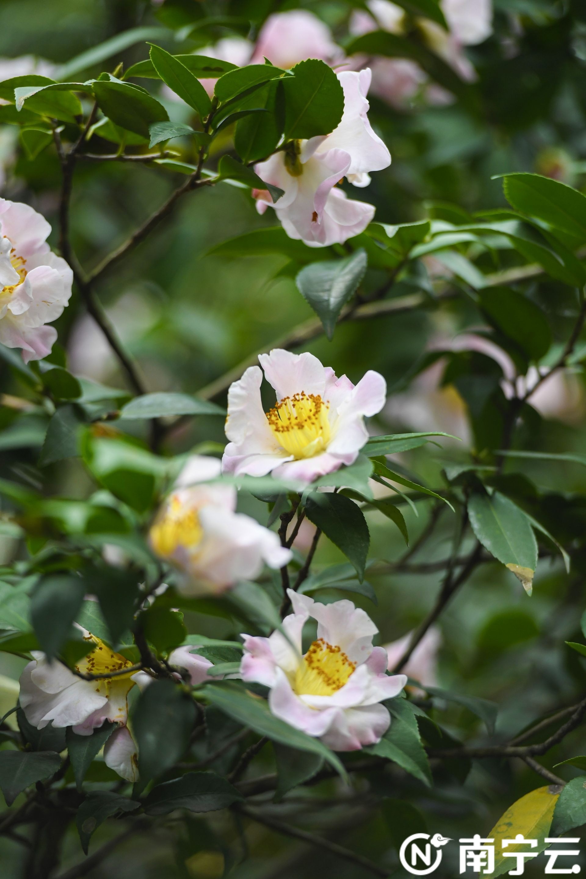 南寧金花茶公園萬株茶花綻放 為春日增添生機