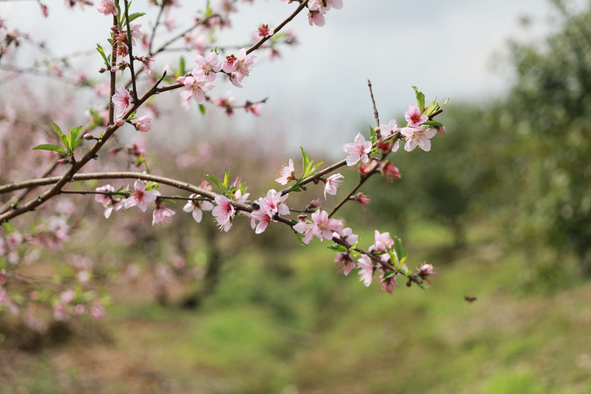 武鳴區(qū)：桃花枝頭春意鬧 踏春賞花醉游人