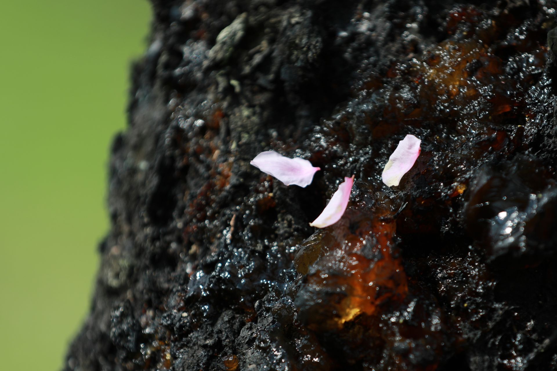 武鳴區(qū)：桃花枝頭春意鬧 踏春賞花醉游人