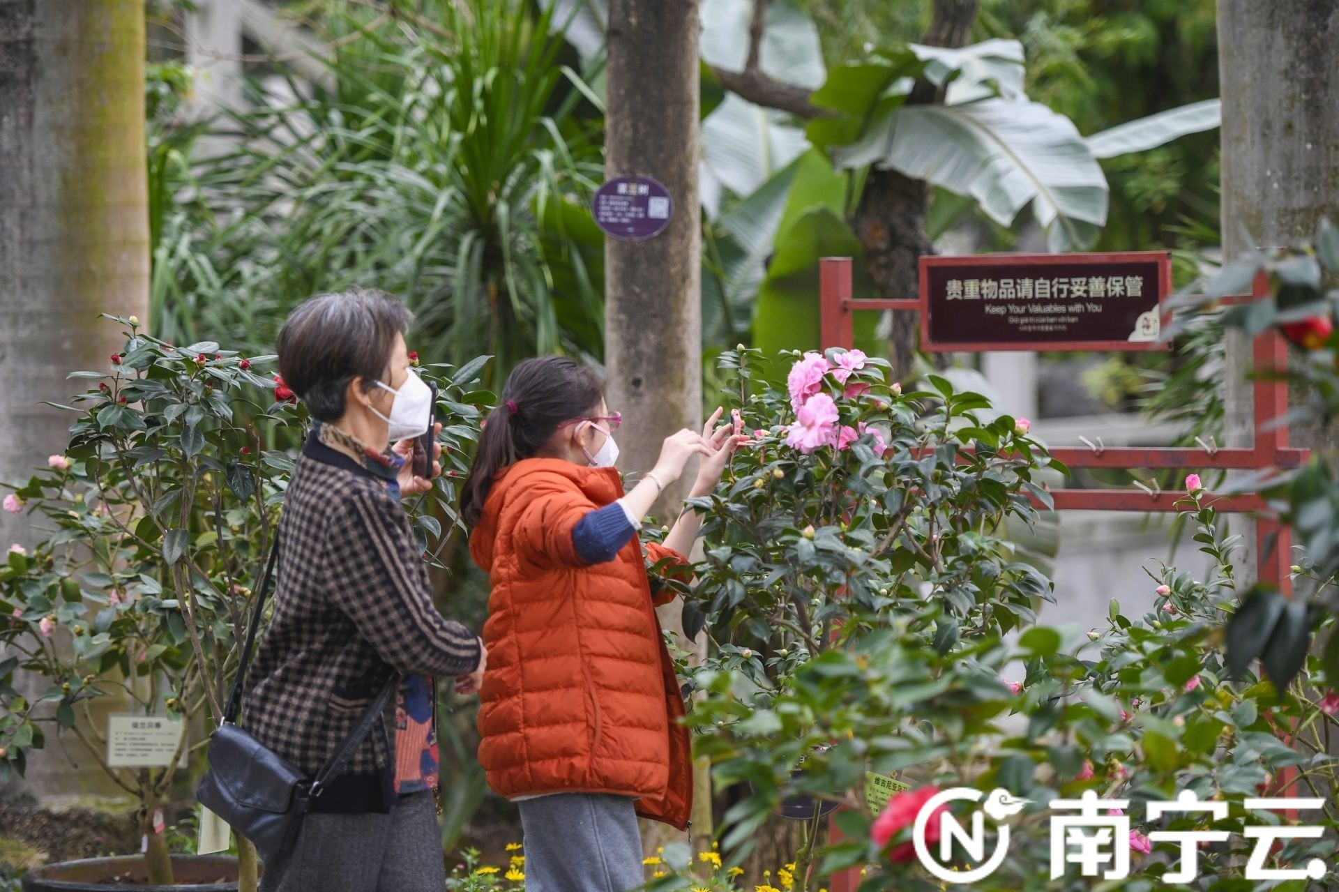 南寧金花茶公園萬株茶花綻放 為春日增添生機(jī)