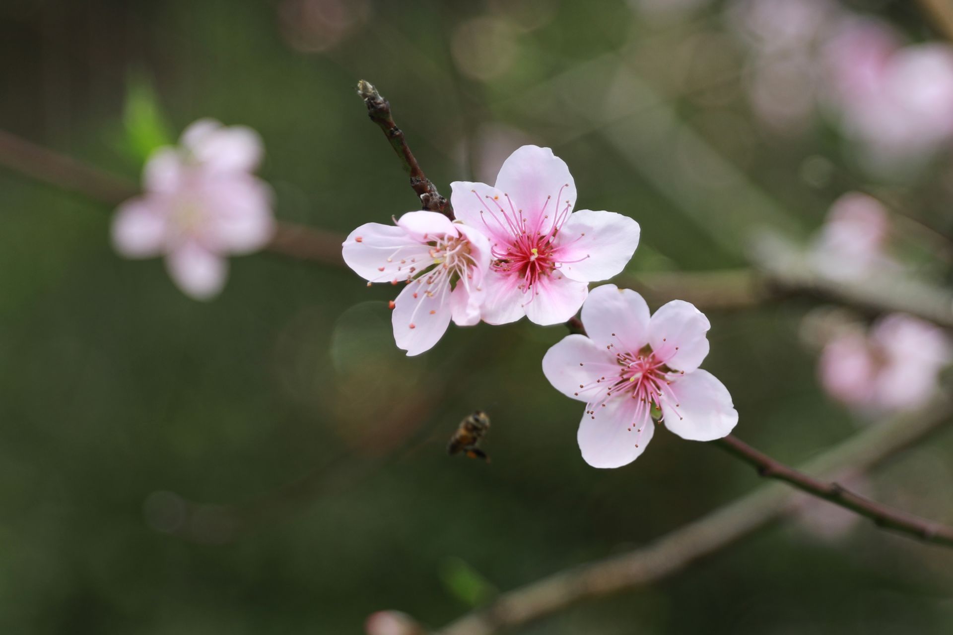 武鳴區(qū)：桃花枝頭春意鬧 踏春賞花醉游人