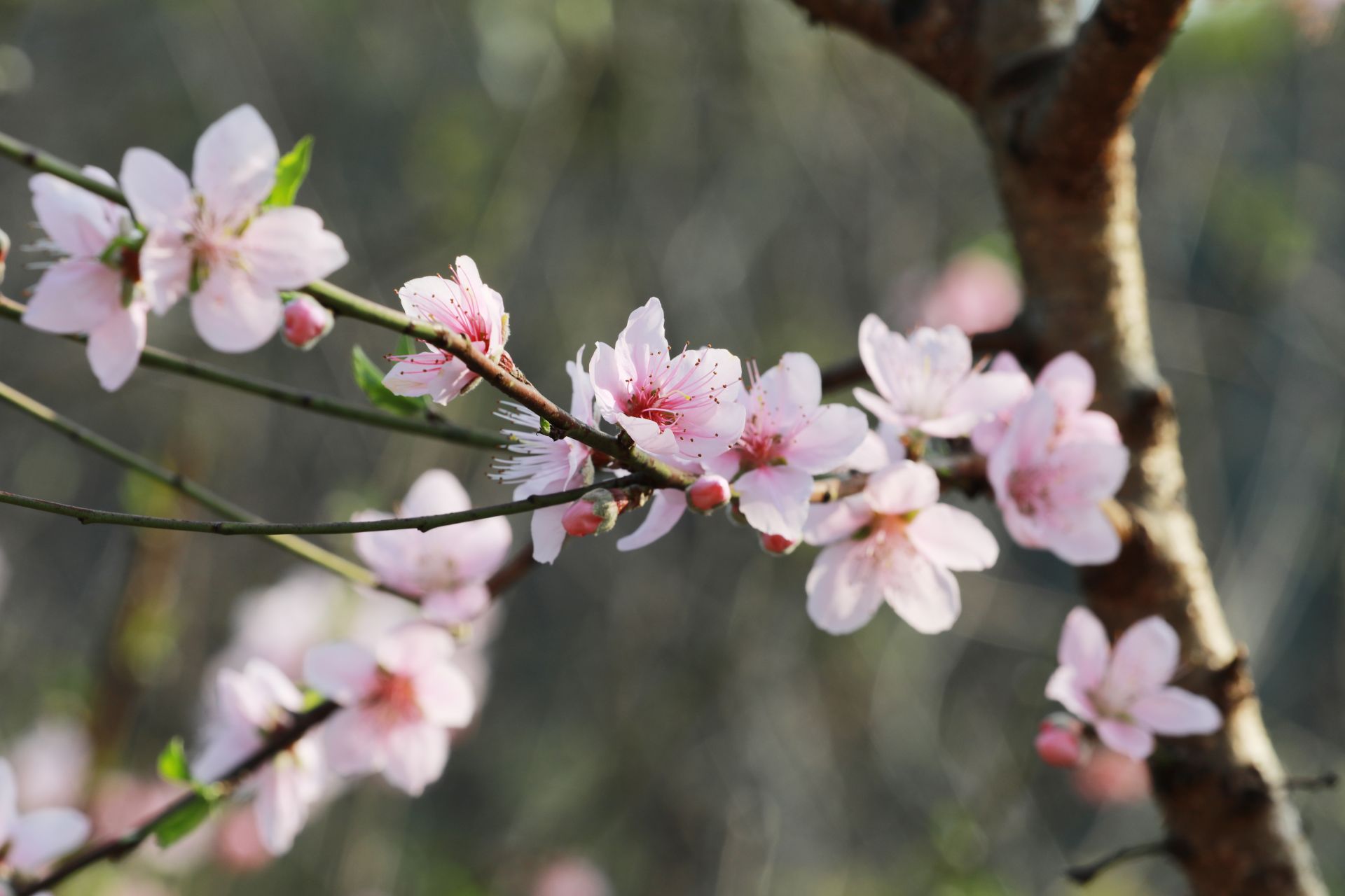 武鳴區(qū)：桃花枝頭春意鬧 踏春賞花醉游人