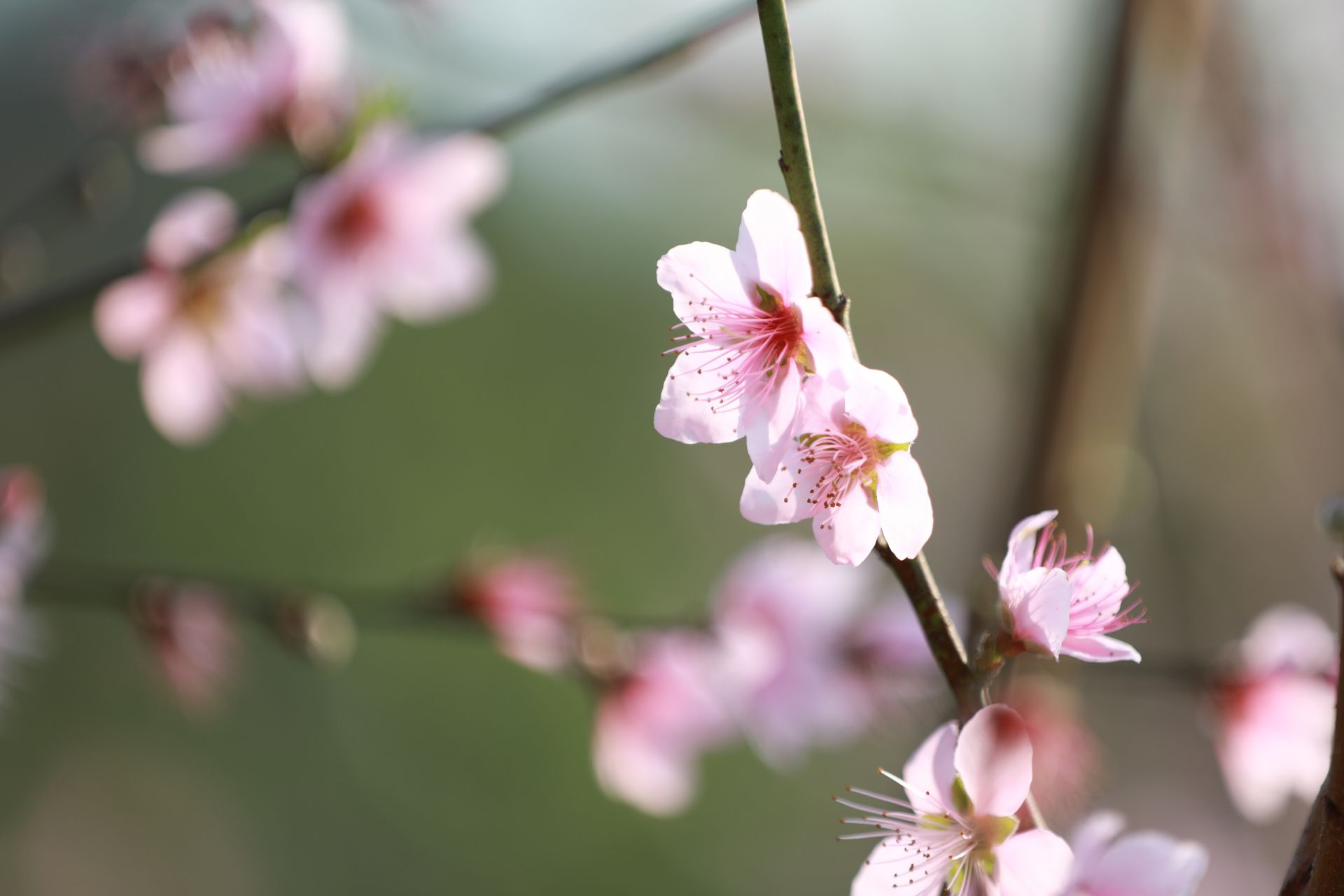 武鳴區(qū)：桃花枝頭春意鬧 踏春賞花醉游人