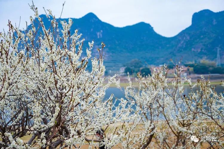 武鳴區(qū)千樹萬樹“李花”開 鄉(xiāng)村美景入畫來