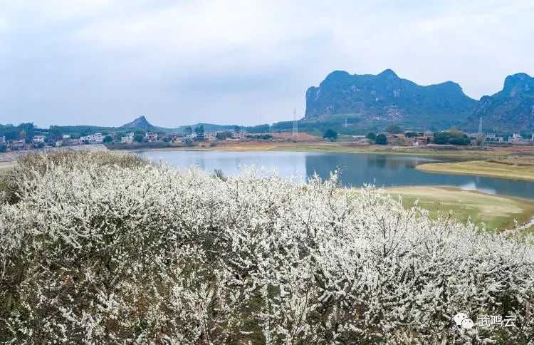 武鳴區(qū)千樹萬樹“李花”開 鄉(xiāng)村美景入畫來