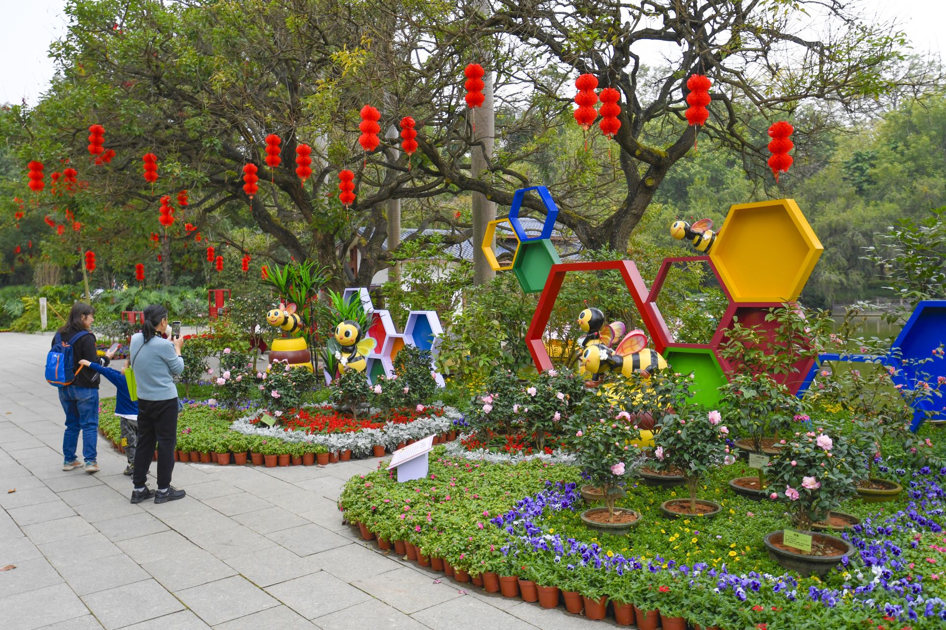 南寧金花茶公園萬株茶花綻放 為春日增添