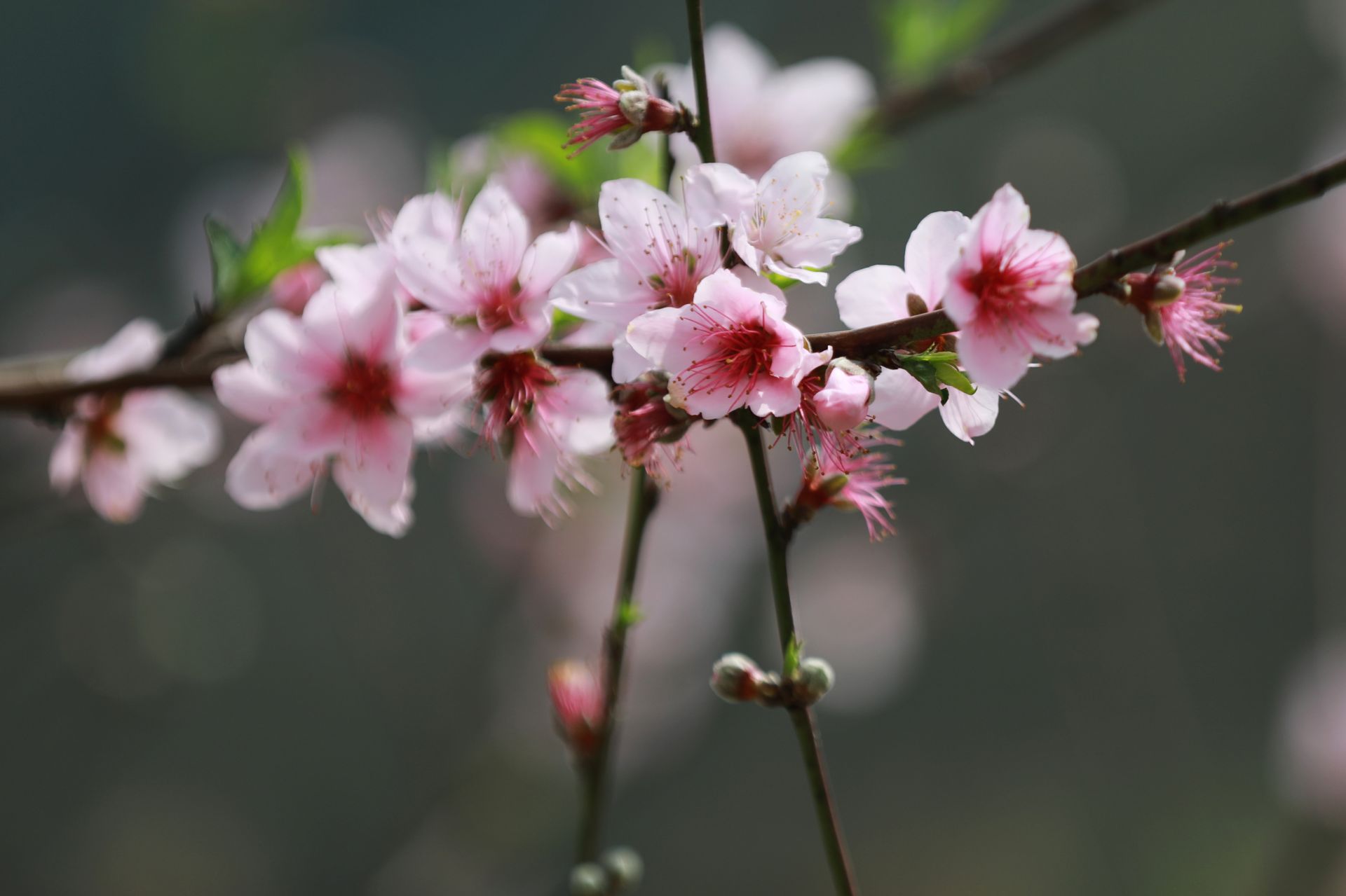 武鳴區(qū)：桃花枝頭春意鬧 踏春賞花醉游人