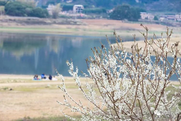 武鳴區(qū)千樹萬樹“李花”開 鄉(xiāng)村美景入畫來