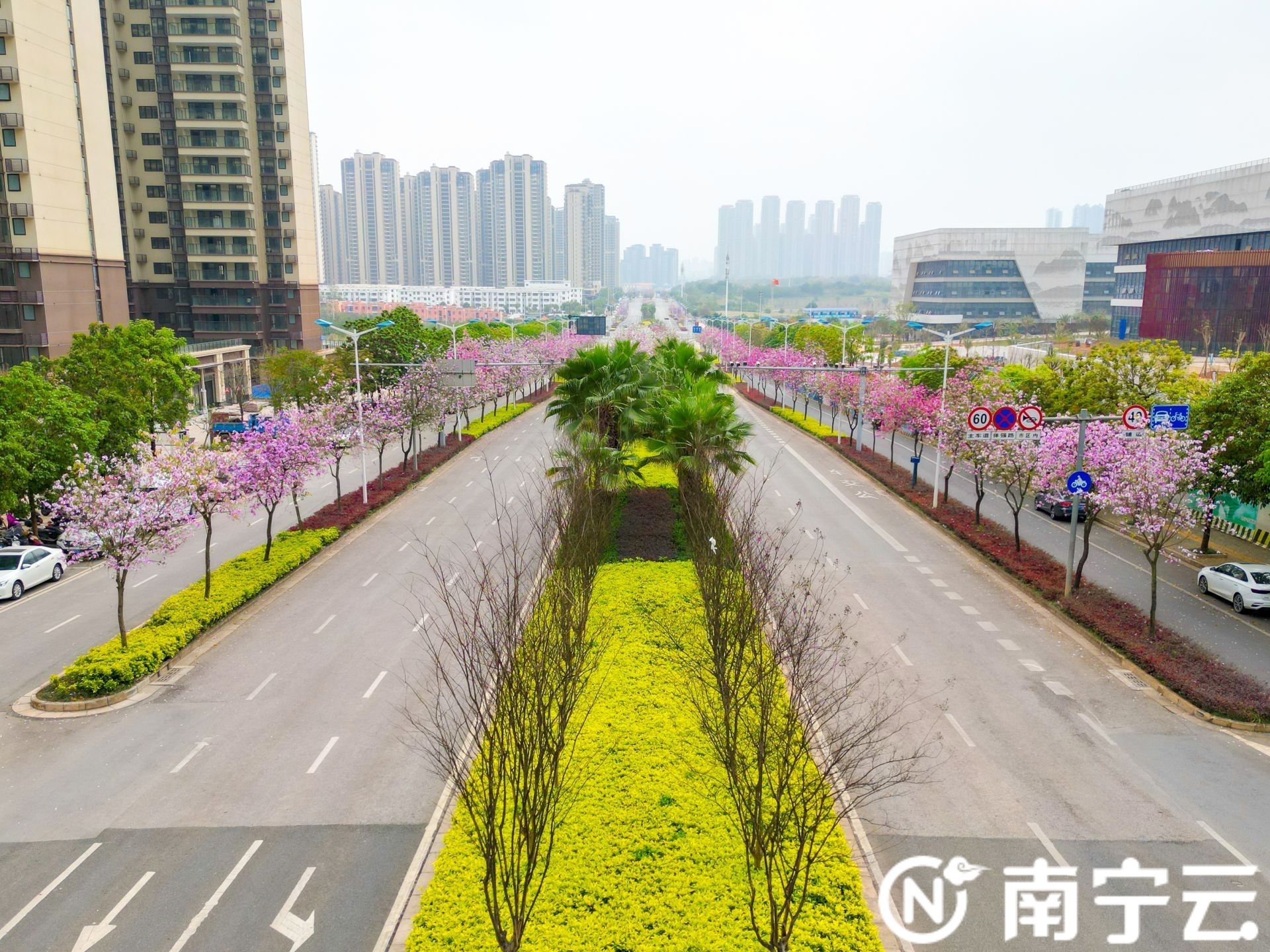 南寧：紫荊花開(kāi)春色美 浪漫“花路”惹人醉