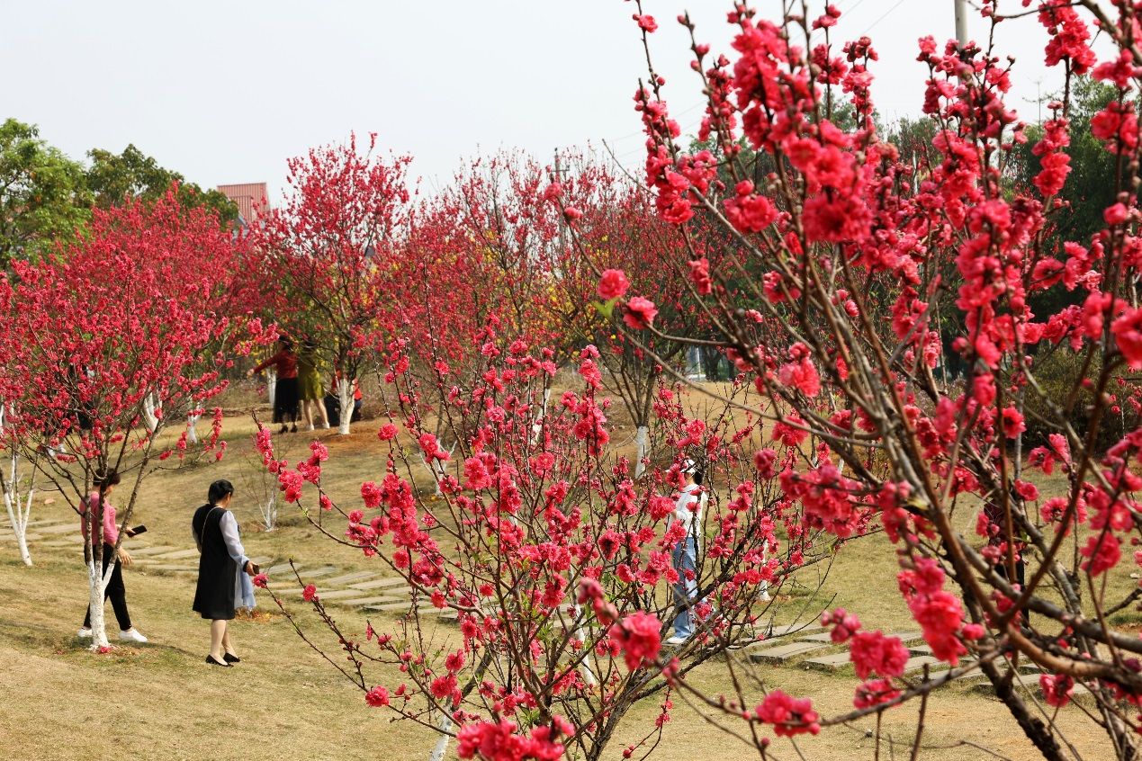 廣西—東盟經(jīng)開(kāi)區(qū)大帽山公園桃花嬌艷盛開(kāi)