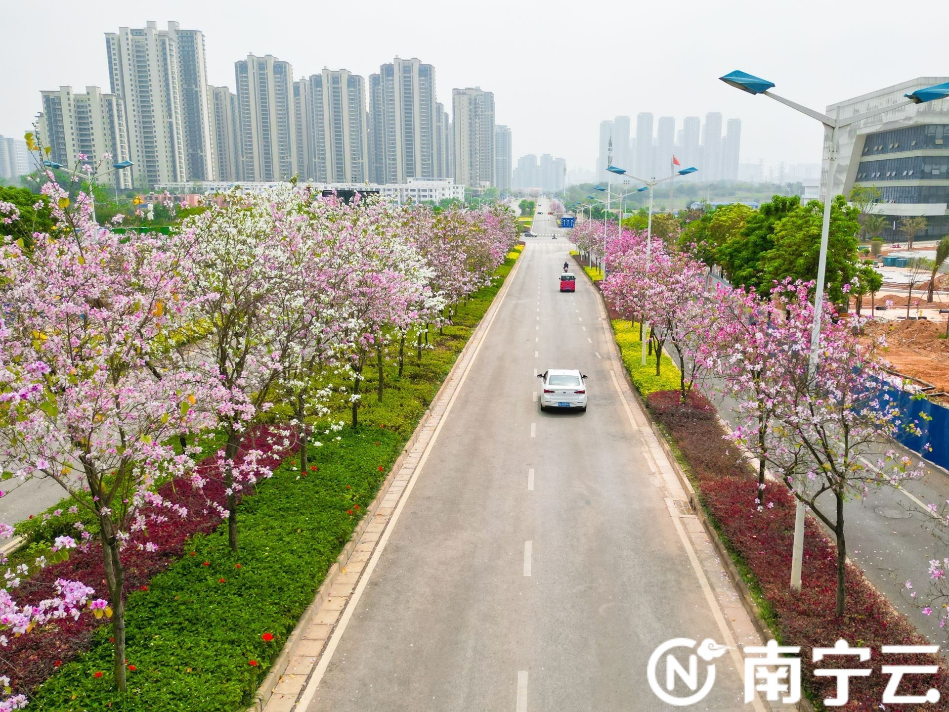 南寧：紫荊花開(kāi)春色美 浪漫“花路”惹人醉