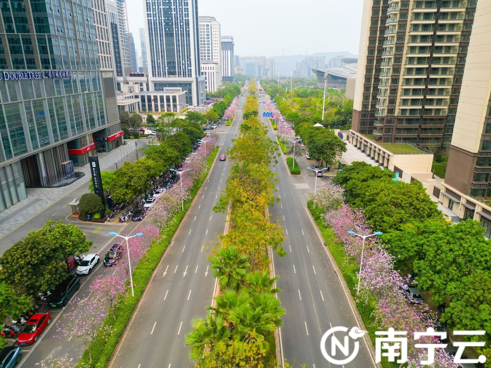 南寧：紫荊花開(kāi)春色美 浪漫“花路”惹人醉