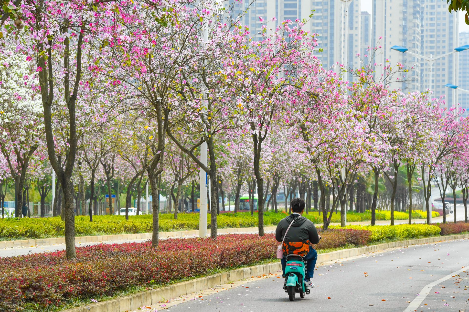 南寧：紫荊花開春色美 浪漫“花路”惹人醉