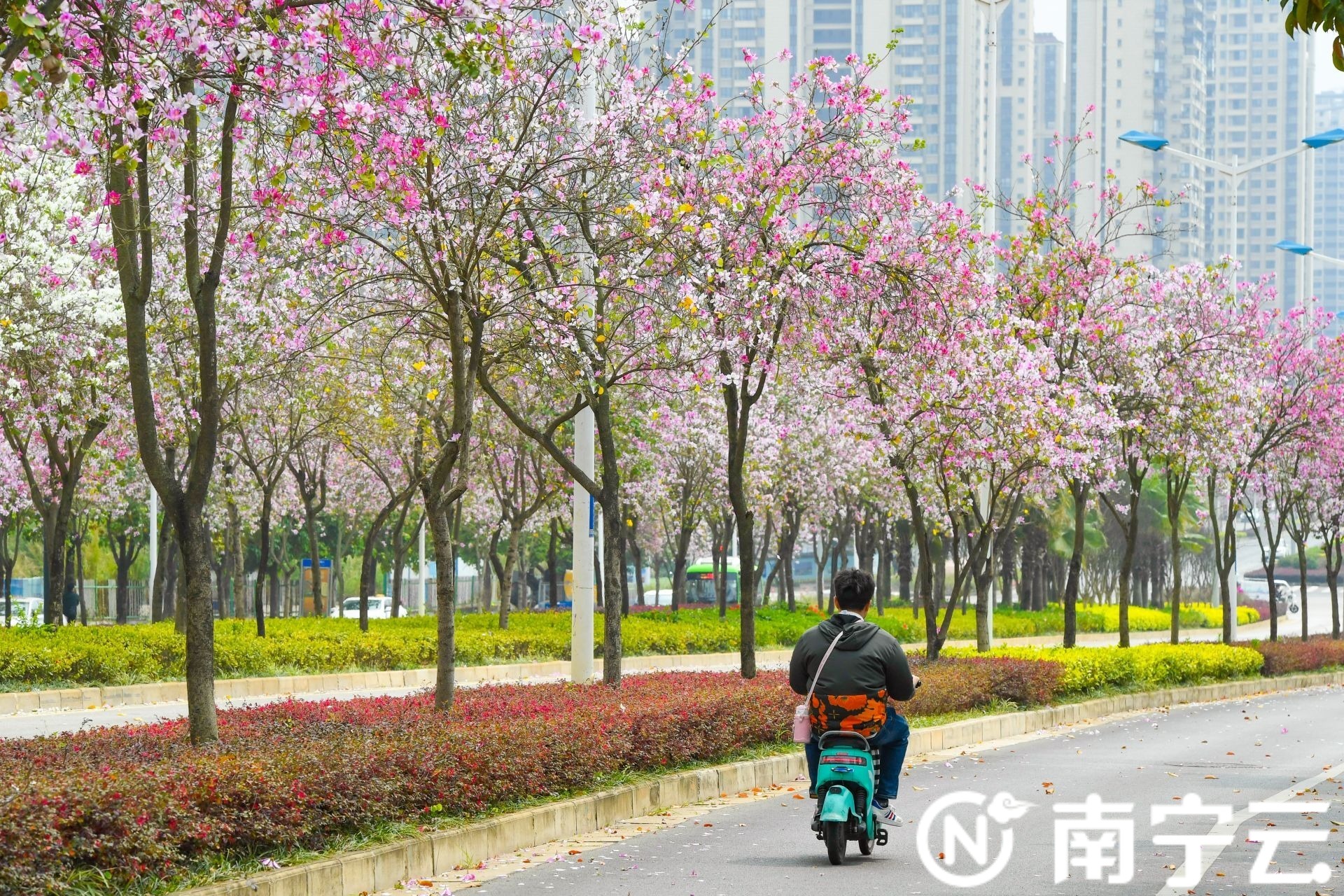 南寧：紫荊花開(kāi)春色美 浪漫“花路”惹人醉