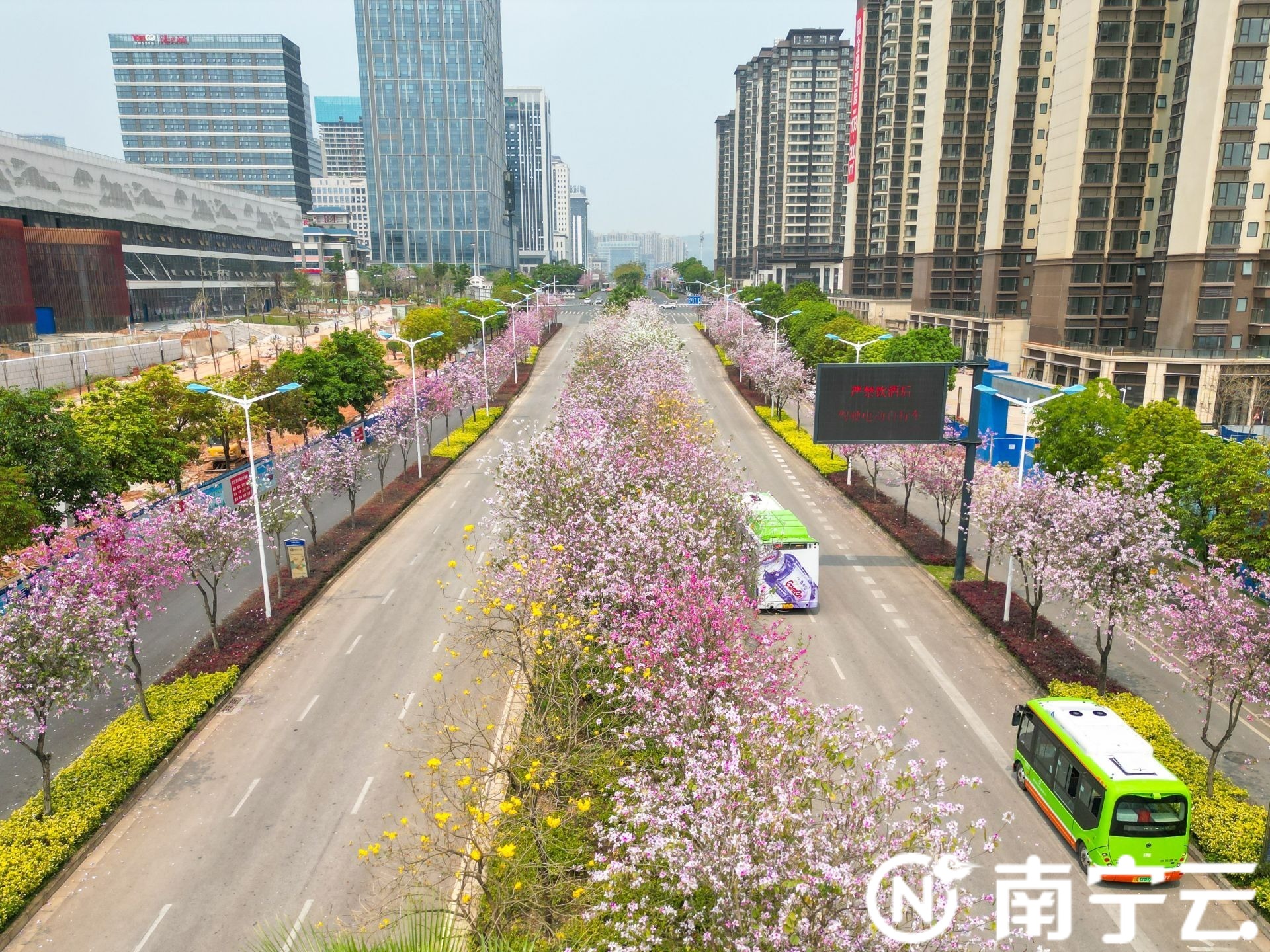 南寧：紫荊花開(kāi)春色美 浪漫“花路”惹人醉