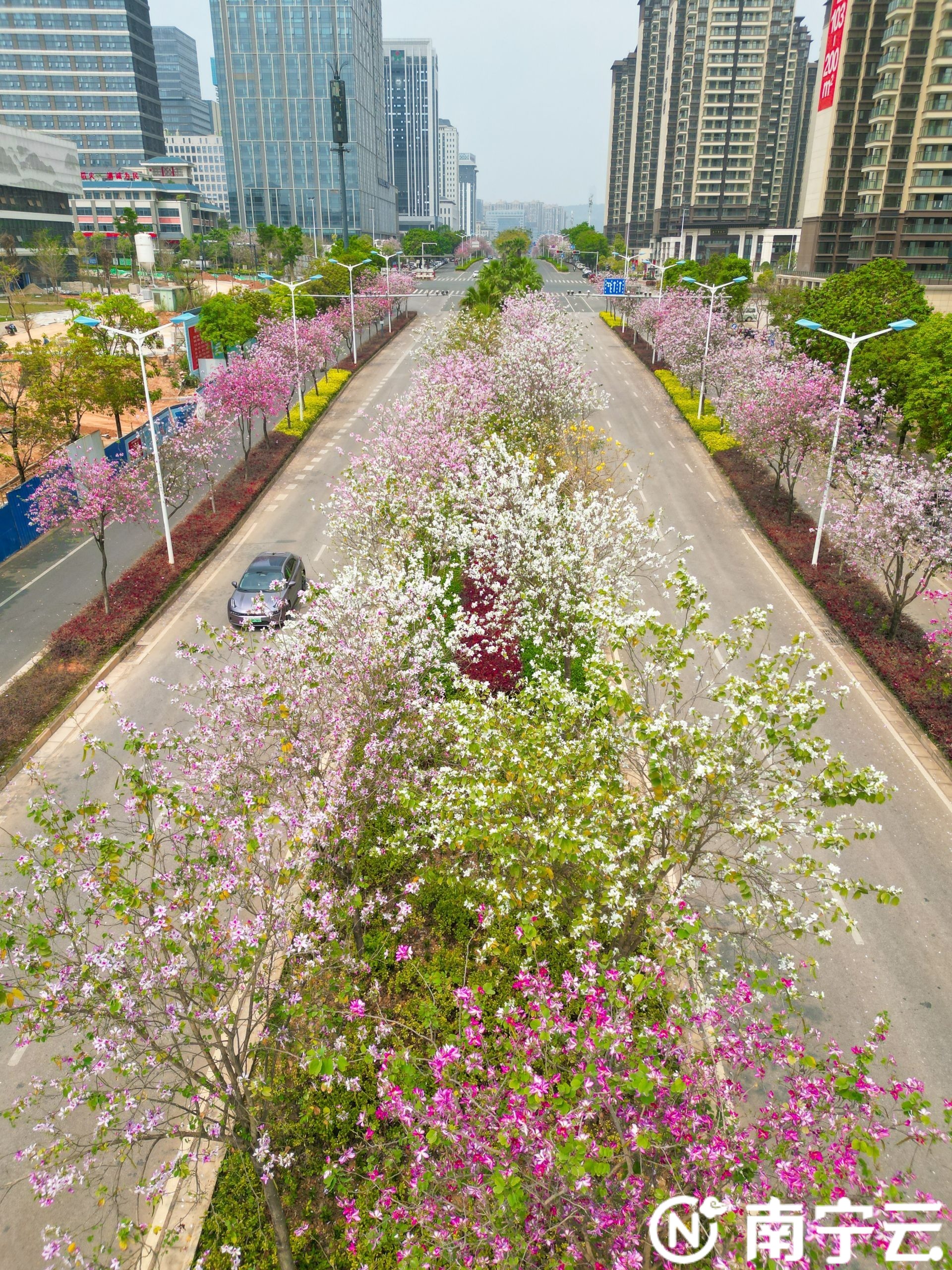 南寧：紫荊花開(kāi)春色美 浪漫“花路”惹人醉