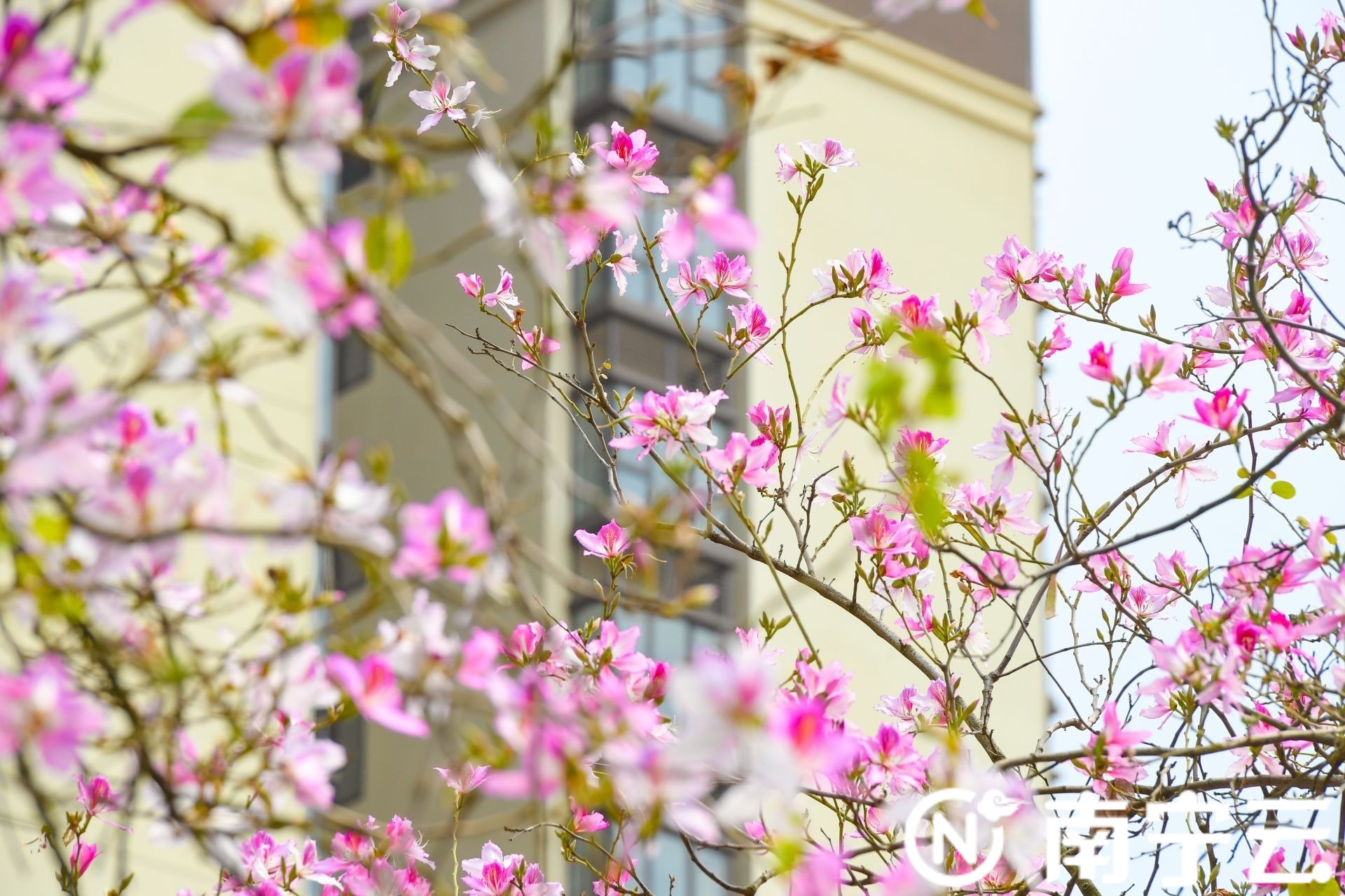 南寧：紫荊花開(kāi)春色美 浪漫“花路”惹人醉