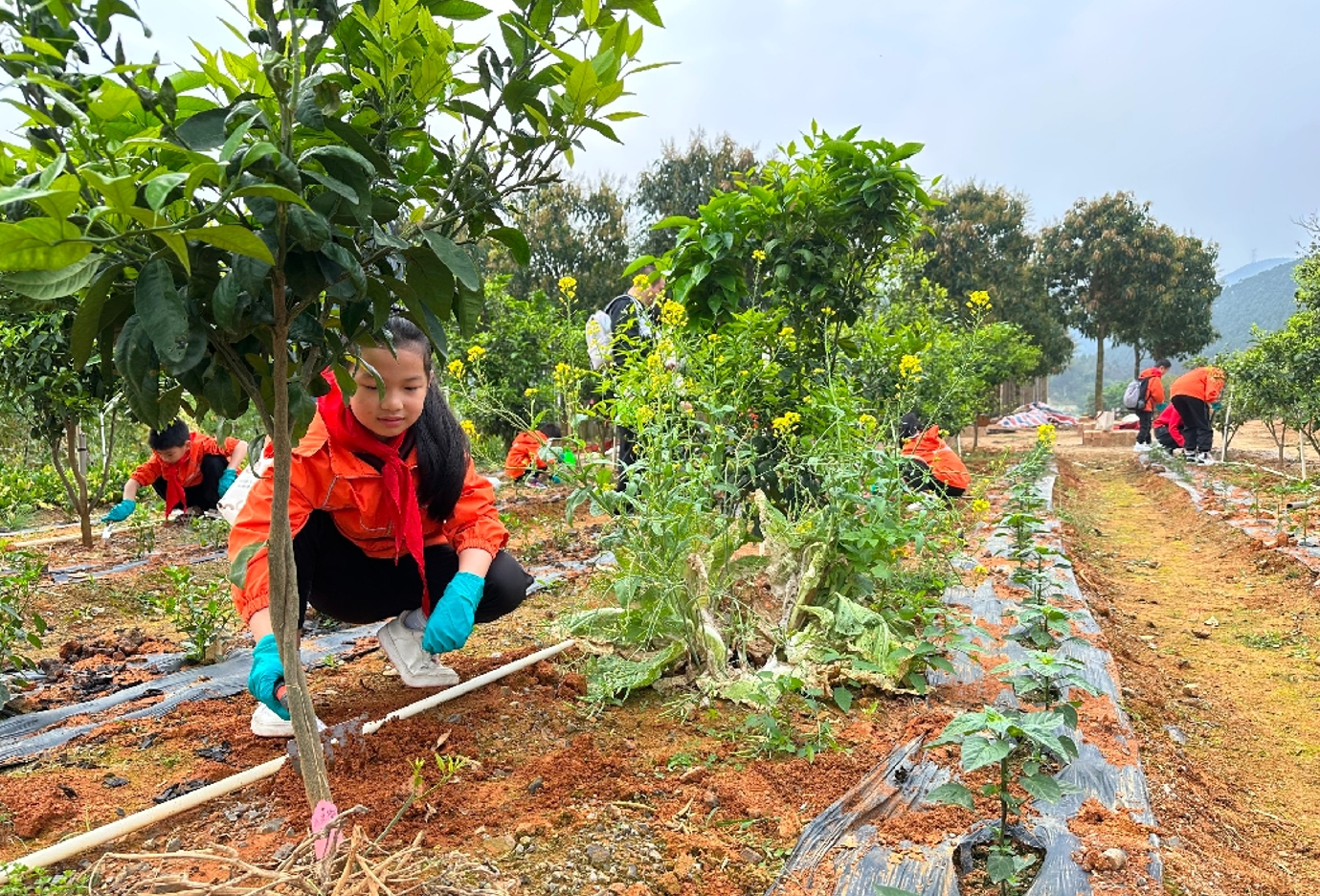 南寧市云景路小學開展農(nóng)房建筑主題研學活動