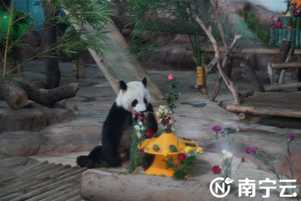 南寧動物園舉辦大熊貓生日會 “績美”“績蘭”7周歲了！