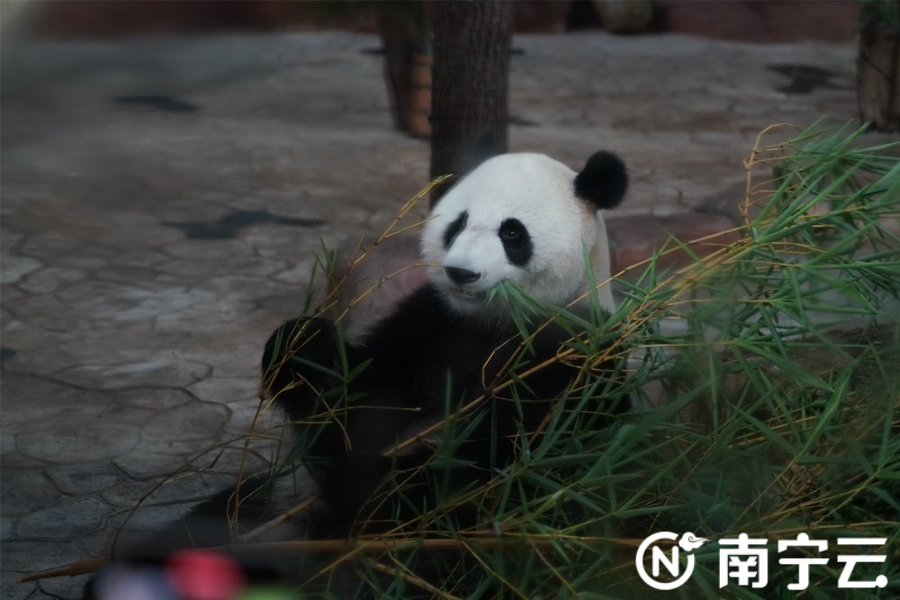 南寧動物園舉辦大熊貓生日會 “績美”“績蘭”7周歲了！