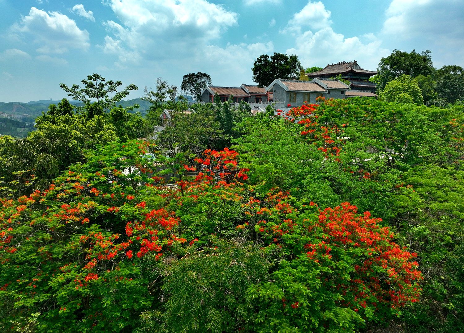 南寧：鳳凰花怒放 樹(shù)樹(shù)生色