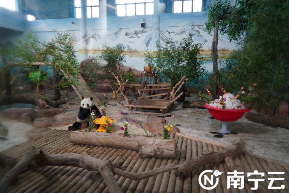 南寧動物園舉辦大熊貓生日會 “績美”“績蘭”7周歲了！