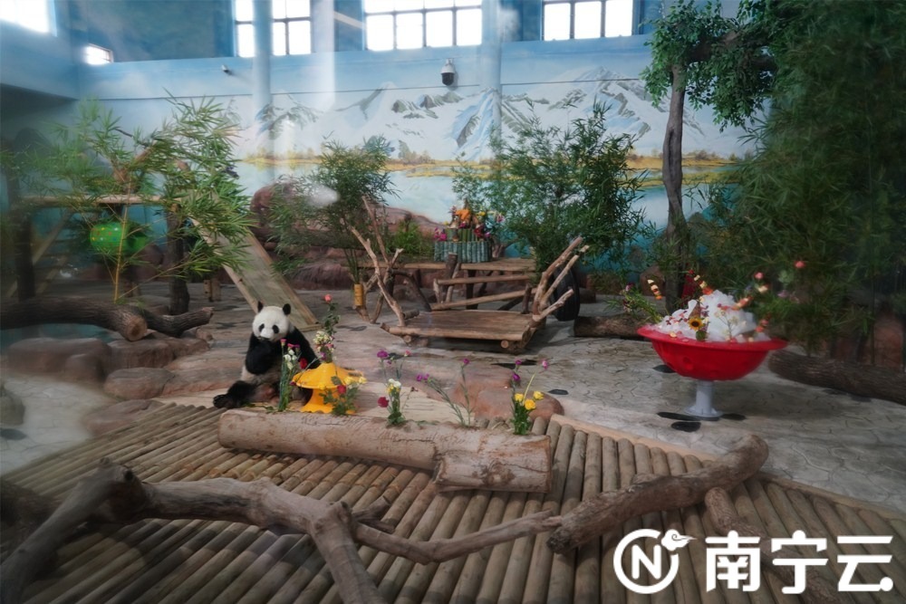 南寧動物園舉辦大熊貓生日會 “績美”“績蘭”7周歲了！